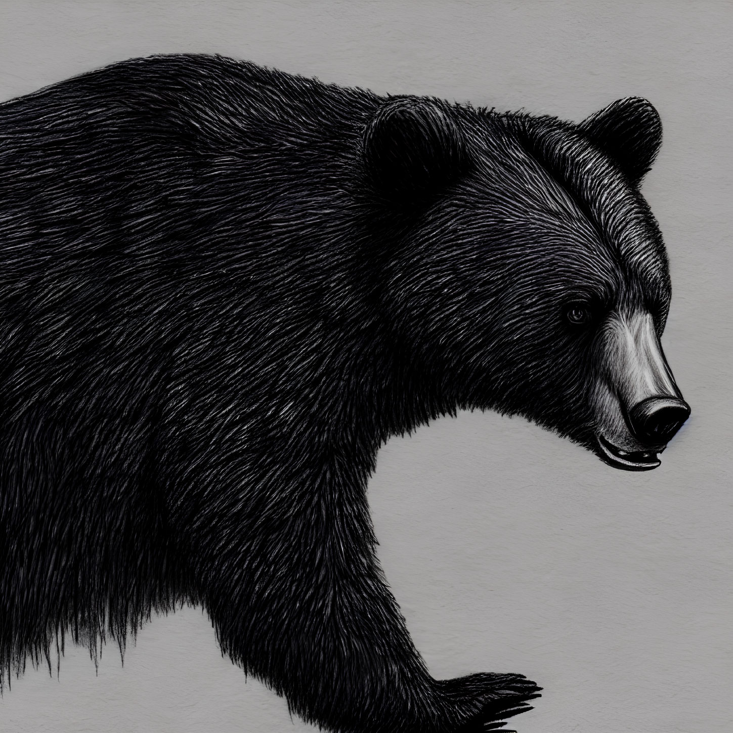 Detailed Black and White Bear Profile Illustration with Textured Fur on Grey Background