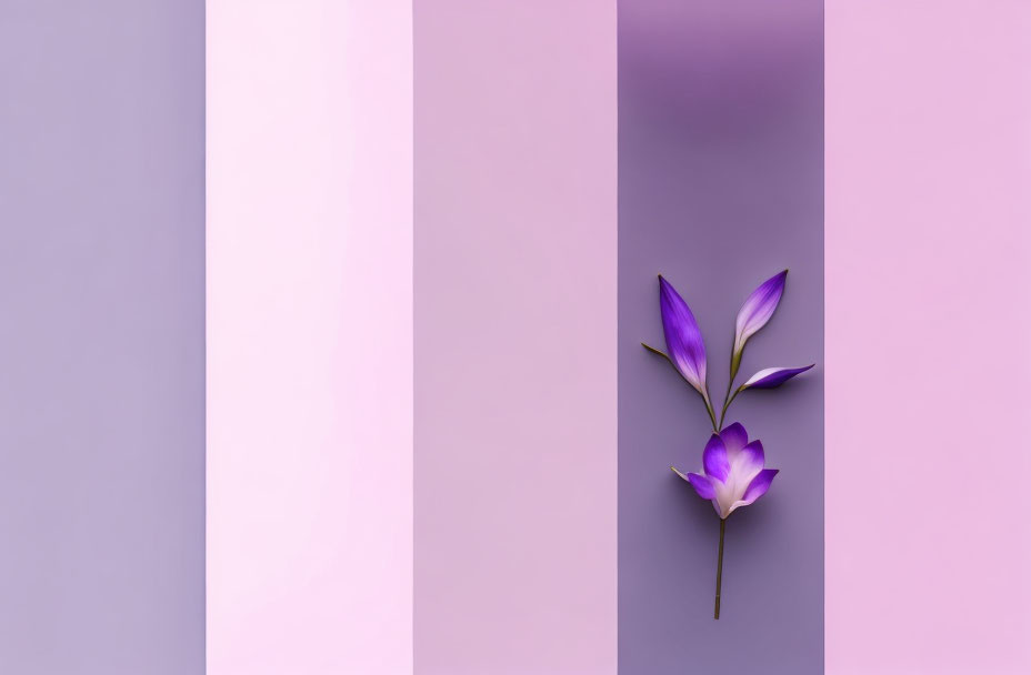 Purple flower with green leaves on purple and pink backdrop