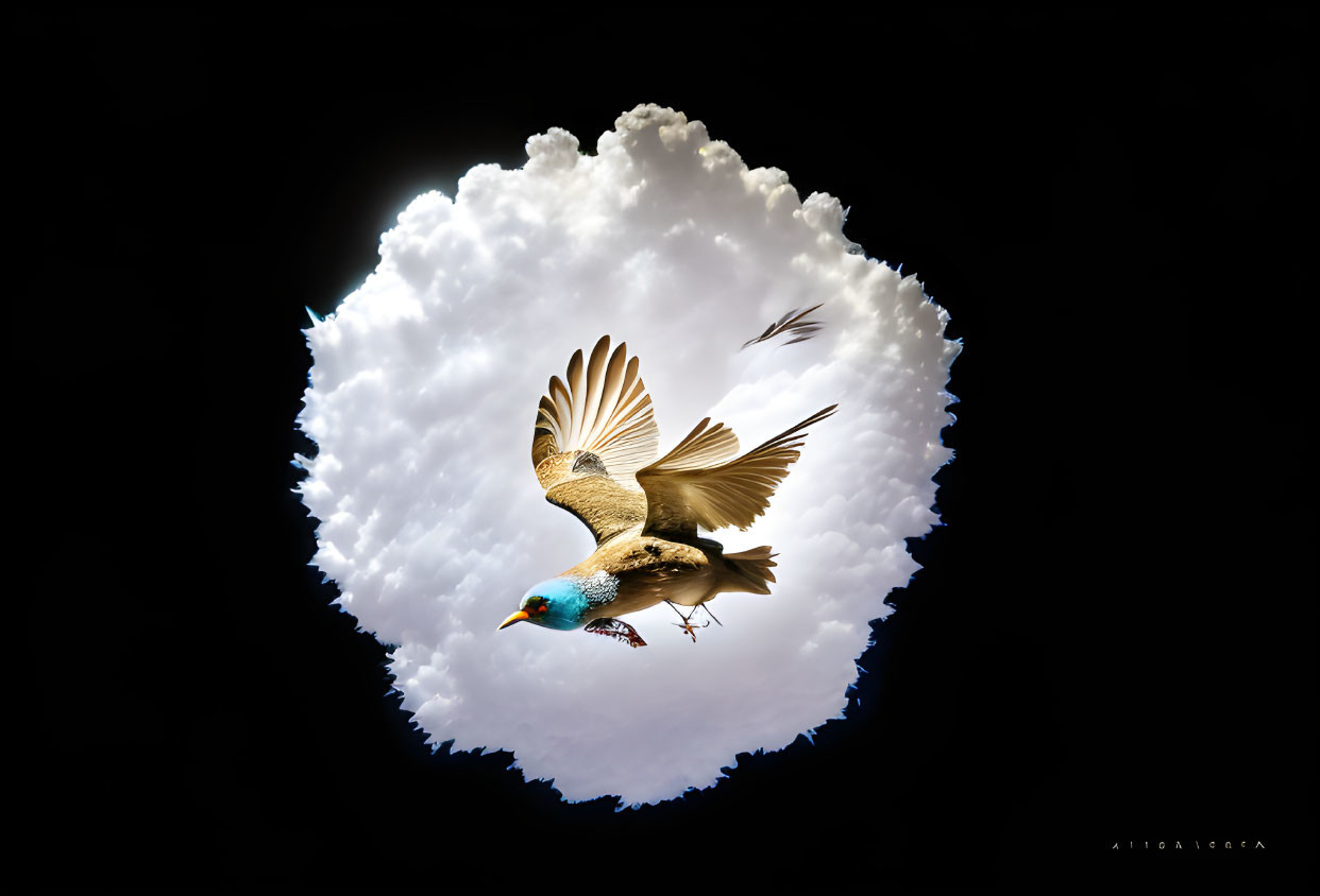 Bird flying with outstretched wings against black background in circular frame of white clouds