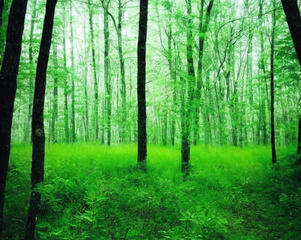 Serene forest scene with tall trees and dense undergrowth