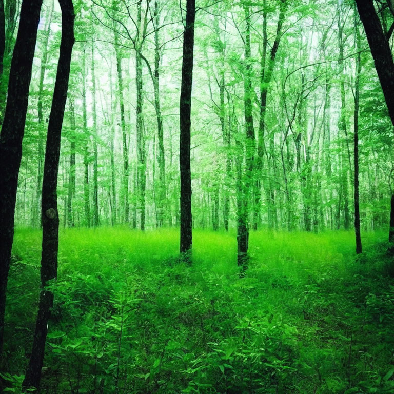 Serene forest scene with tall trees and dense undergrowth