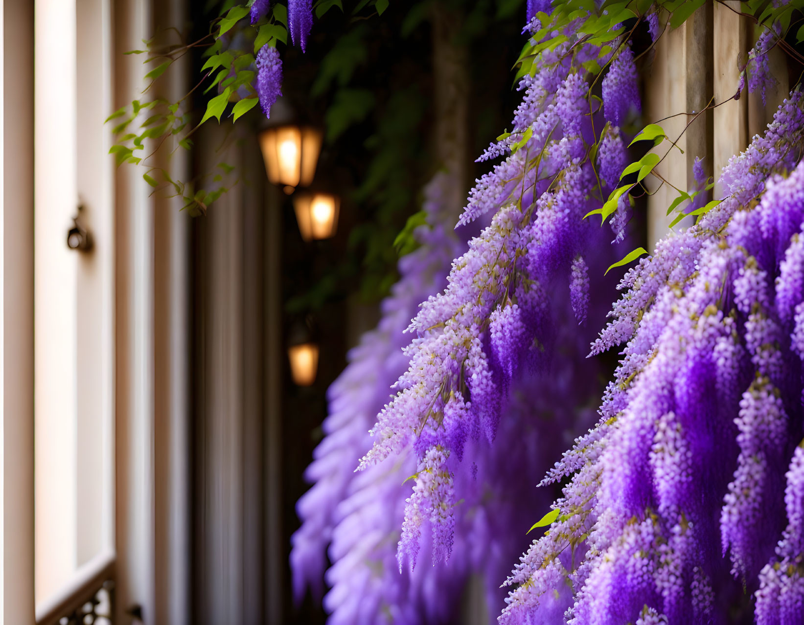 Purple Wisteria Flowers Hanging in Front of Building with Wall Lamps & Curtains