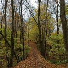 Autumn Forest Path with Vibrant Trees and Red Leaves