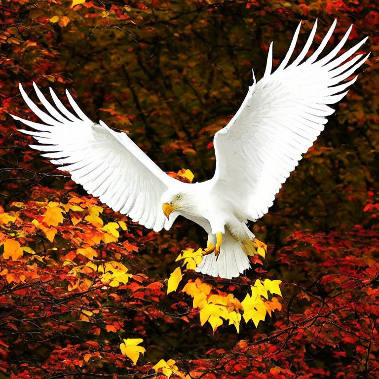 Majestic bald eagle flying amidst vibrant autumn leaves