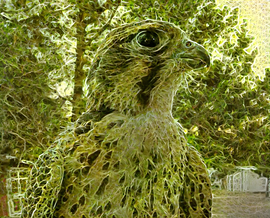 Prairie Falcon