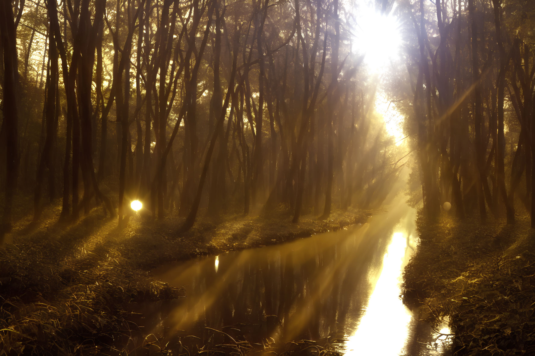 Tranquil forest stream with sunbeams and mist