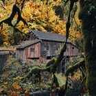 Enchanting treehouse in ancient tree with autumn foliage