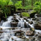 Tranquil garden pond with lush greenery and waterfall