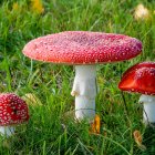 Vibrant red mushrooms with white spots in lush greenery.