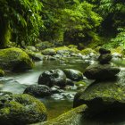 Tranquil forest stream with two individuals fishing among lush greenery