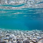 Colorful marine life in vibrant underwater scene with coral and sea plants