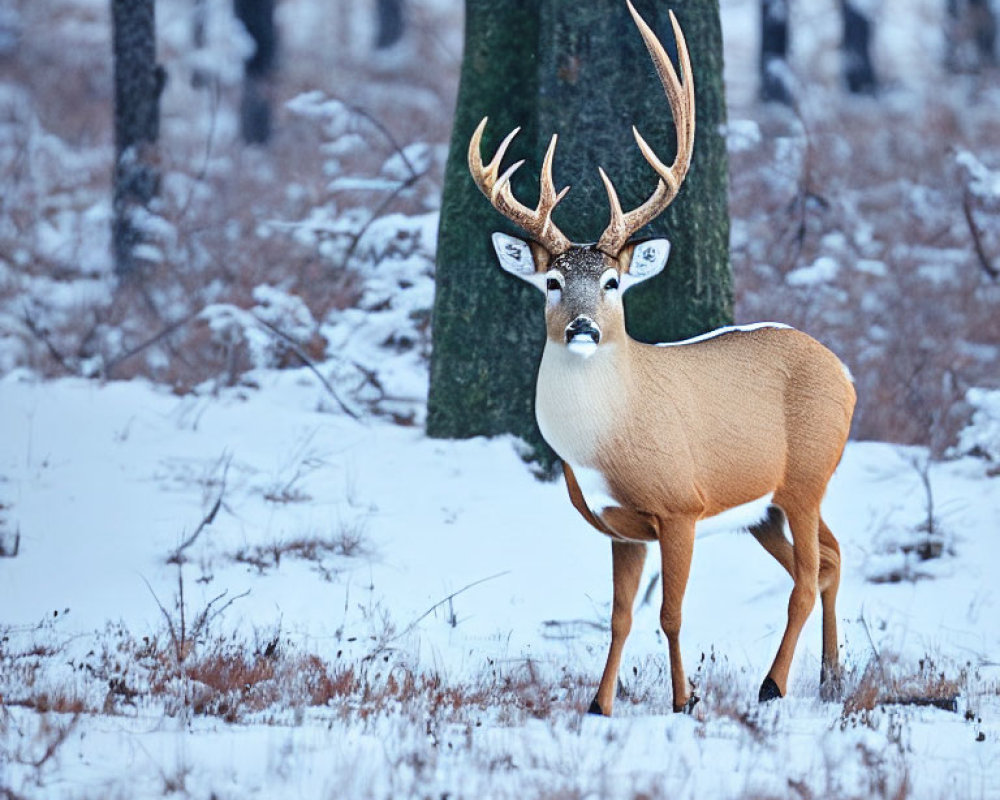 Majestic deer in snowy forest with bare trees