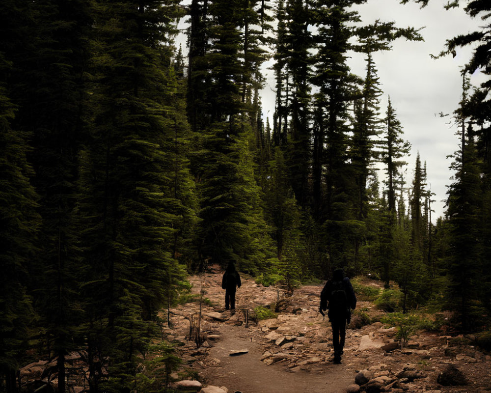 Hikers on rocky trail among tall pine trees