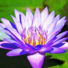 Vibrant purple water lily with delicate petals unfurling in blurred green background