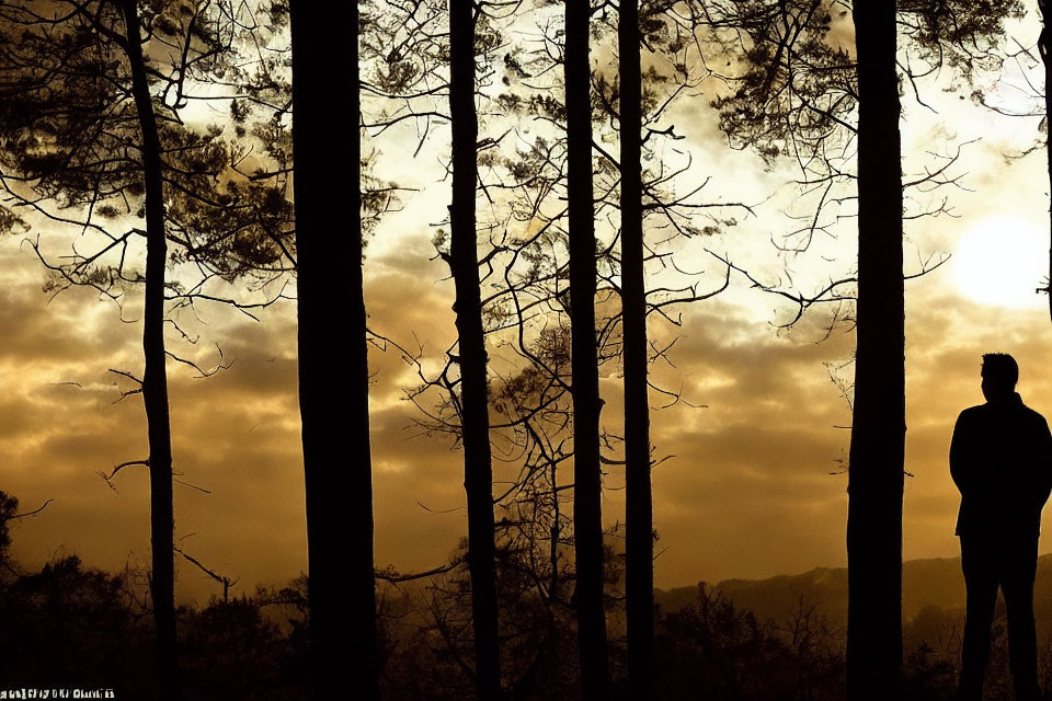 Person's Silhouette in Forest with Tall Trees Against Golden Sky at Dusk or Dawn