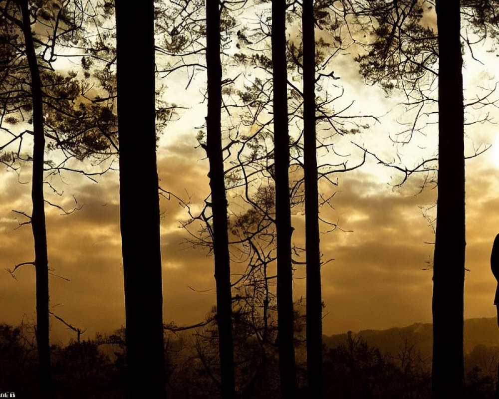 Person's Silhouette in Forest with Tall Trees Against Golden Sky at Dusk or Dawn