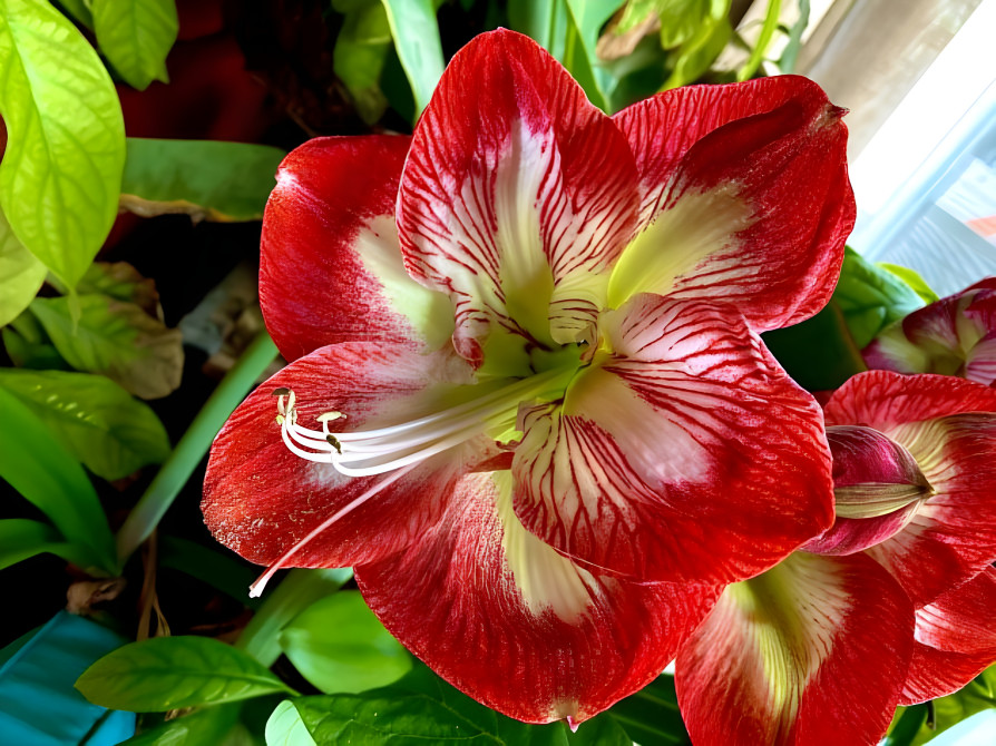 Amaryllis