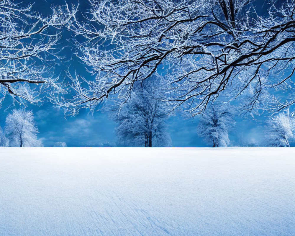 Winter Scene: Snow-Covered Landscape and Frosty Trees