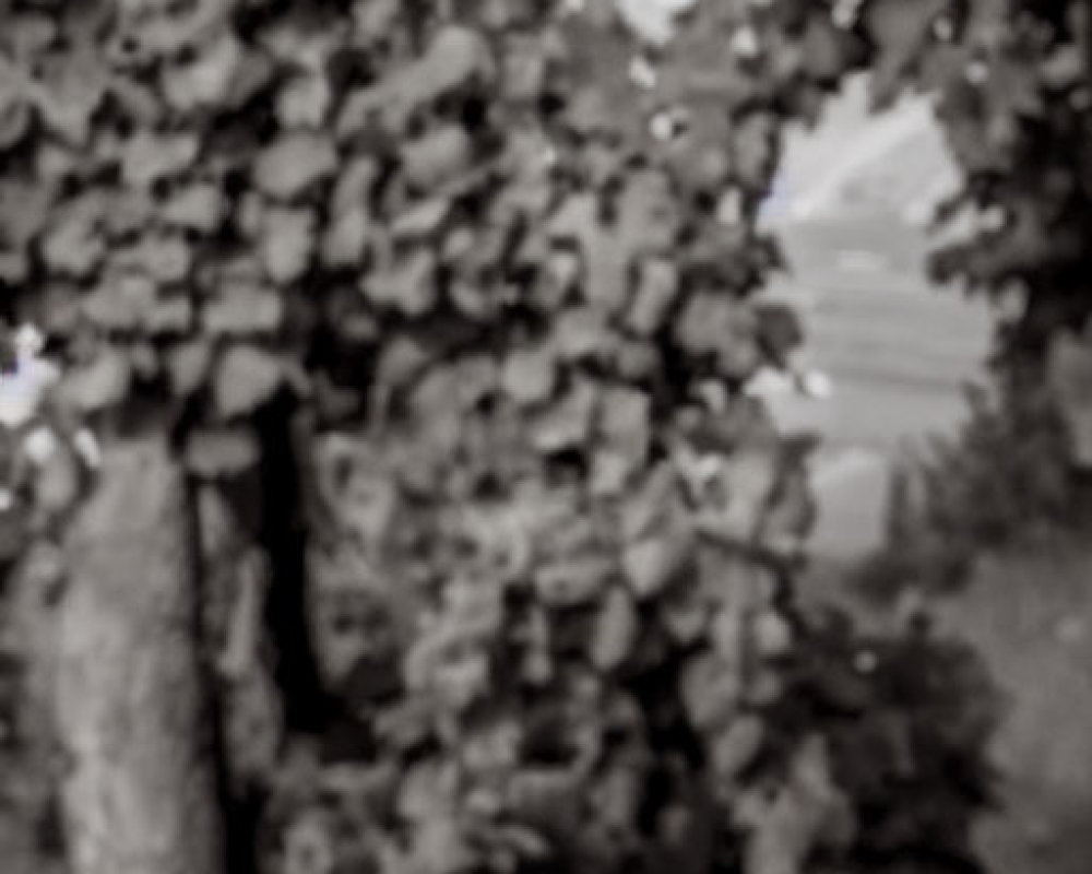 Monochrome image of trees and leaves with leafy archway