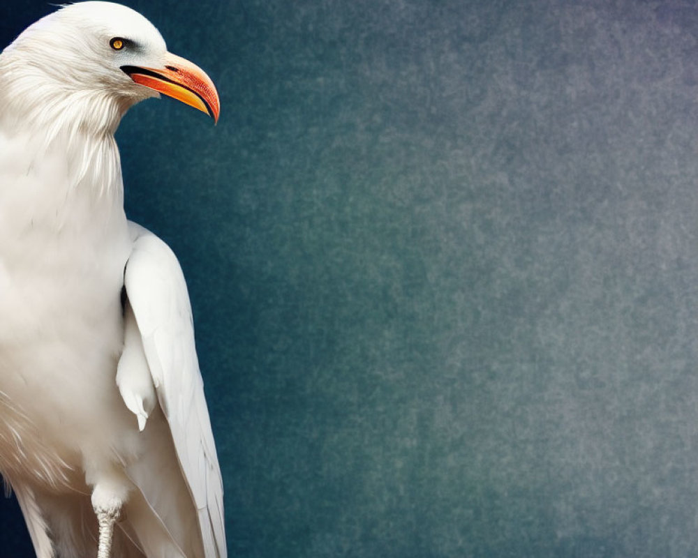 White Eagle with Orange Beak on Blue-Grey Background