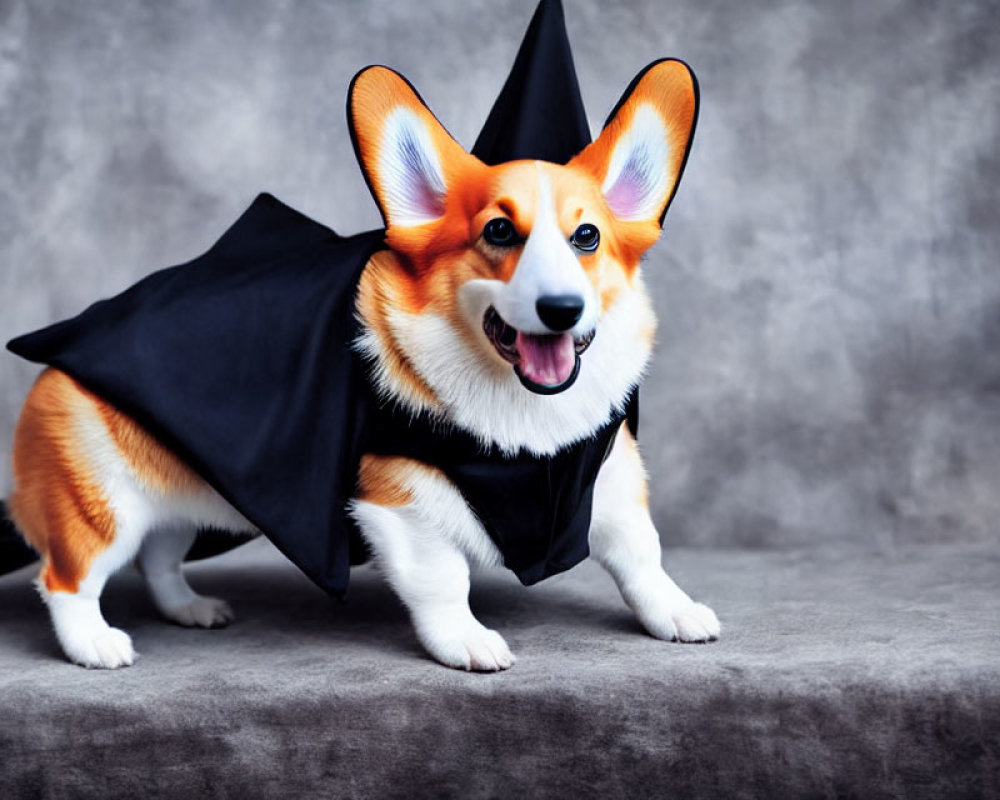 Adorable Corgi Dog in Bat Costume on Gray Background