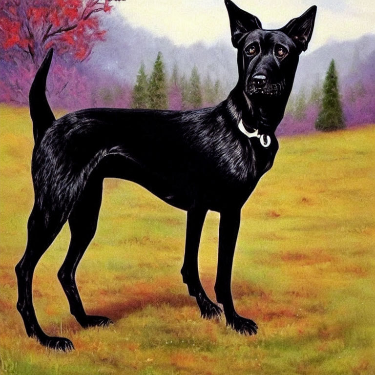 Erect-eared black dog in meadow with colorful trees