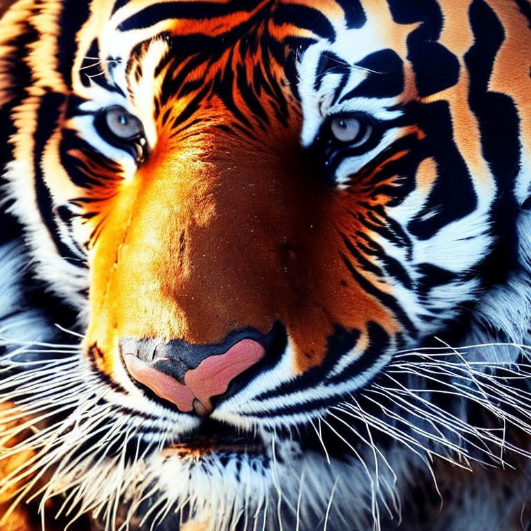 Detailed Close-Up of Tiger's Vibrant Face and Striking Features