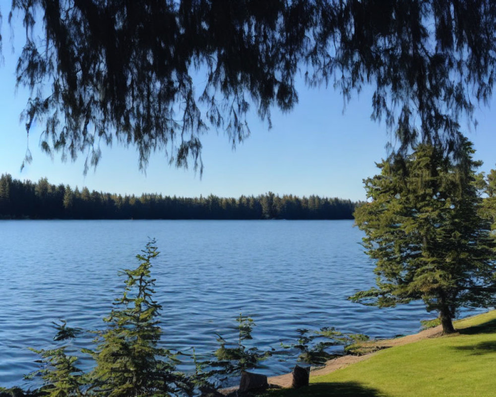 Tranquil Lake Scene with Lush Trees and Blue Sky