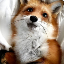 ABSOLUTELY ADORABLE FOX