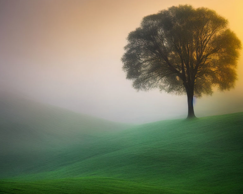 Solitary Tree on Misty Green Hillside in Warm Light