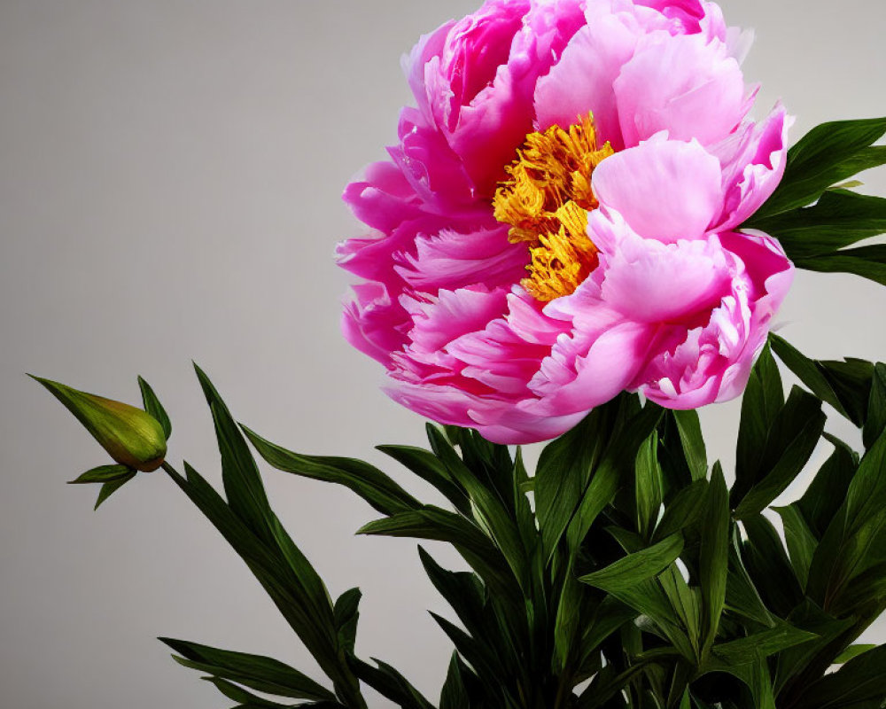 Pink peony with golden center on grey backdrop, green leaves, closed bud