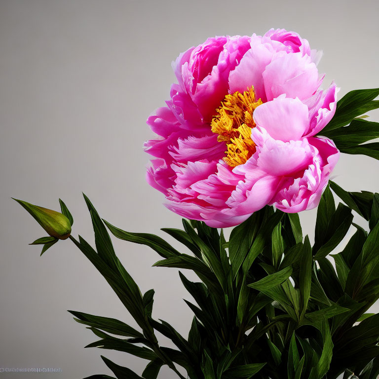 Pink peony with golden center on grey backdrop, green leaves, closed bud