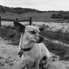 Steampunk-style metallic dog sculpture in barren landscape