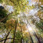 Colorful Autumn Forest Painting with Sunlight Streaming Through