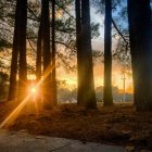 Colorful Forest Sunset Painting with Sunlight Through Trees