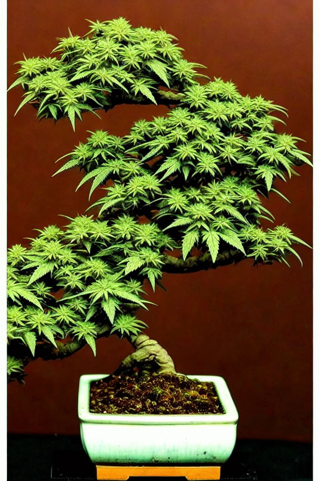 Bonsai-style cannabis plant with twisted trunk and lush foliage