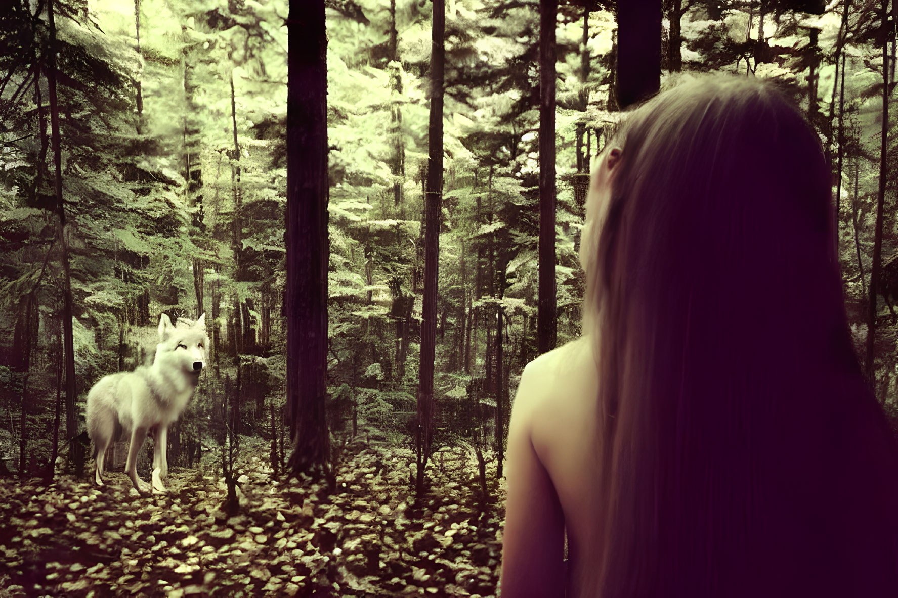 Long-haired person gazes at white wolf in mystical forest with sun rays.