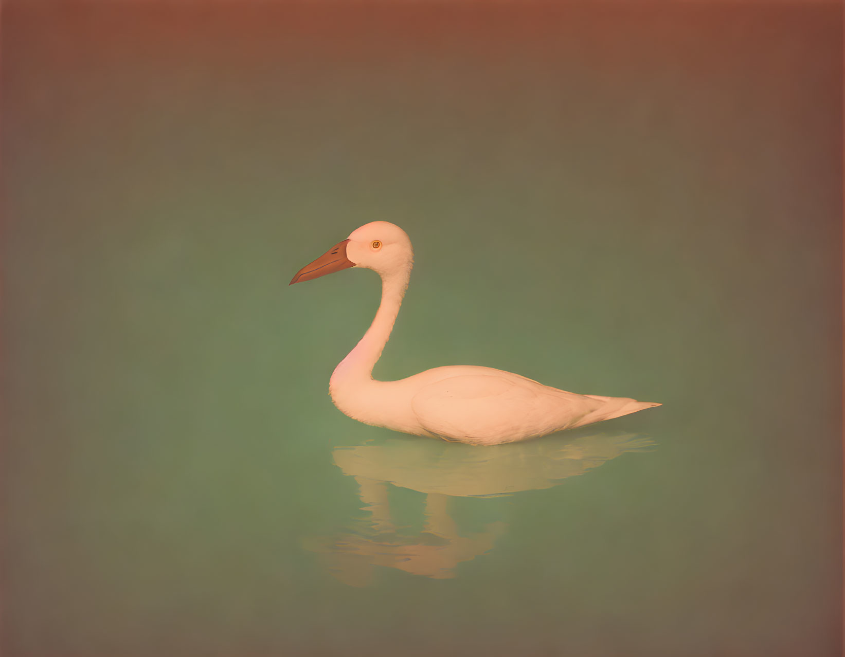 Tranquil lone swan on calm water with soft-focus backdrop