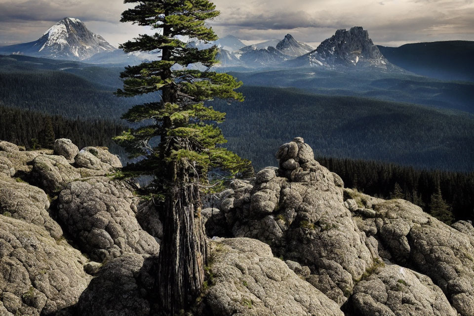 Solitary tree on rugged terrain with mountain view under cloudy sky