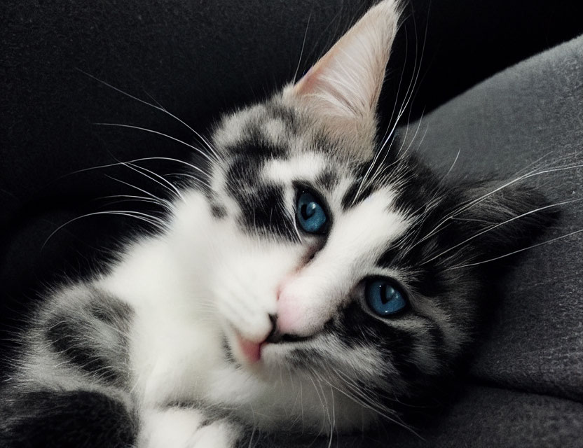 Black and White Kitten with Blue Eyes on Grey Fabric Surface