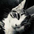 Black and White Kitten with Blue Eyes on Grey Fabric Surface