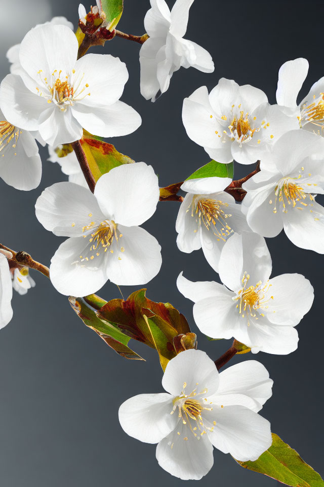 White Cherry Blossoms with Yellow Stamens and Green Leaves on Grey Background