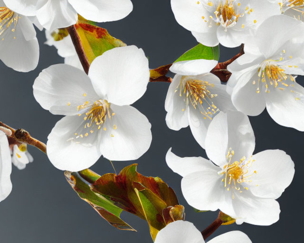 White Cherry Blossoms with Yellow Stamens and Green Leaves on Grey Background