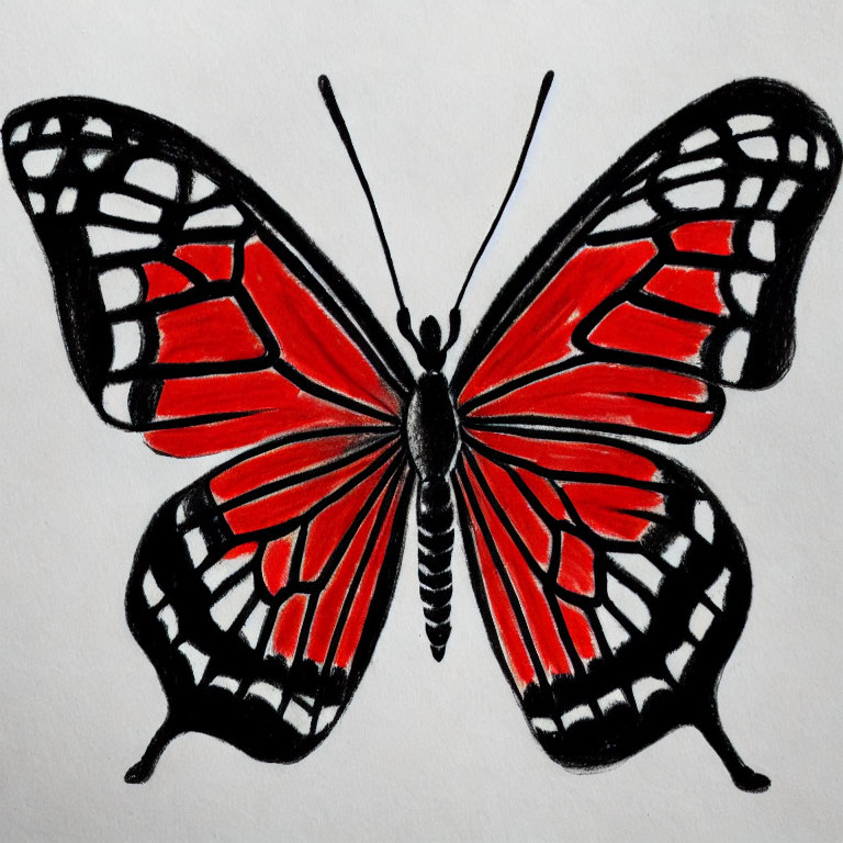 Vibrant red and black butterfly with symmetrical wing patterns