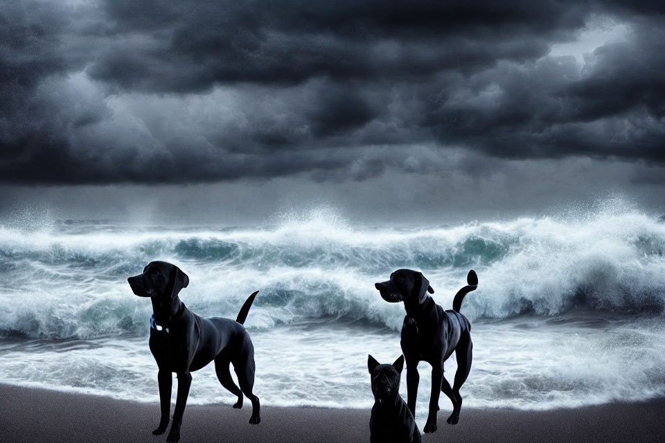 Three dogs on stormy beach with turbulent waves.