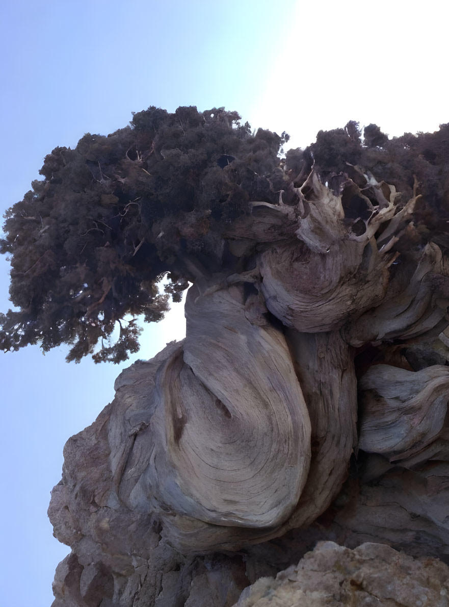 Ancient gnarled tree with twisted trunks and branches