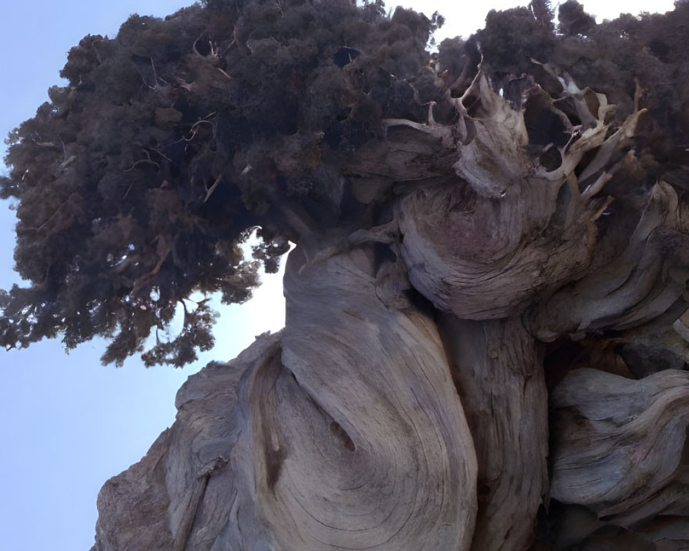 Ancient gnarled tree with twisted trunks and branches