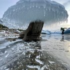 Icy Canopy Tree with Stalactite-like Formations in Snowy Landscape