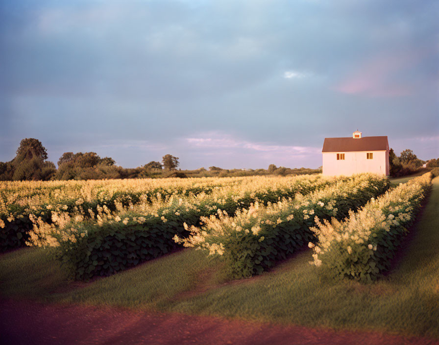 Tranquil scene: quaint house in blooming fields at twilight