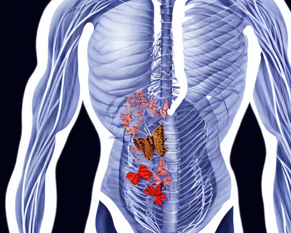 Illustrated diagram of human torso with transparent skin, showcasing ribcage, spine, and internal organs